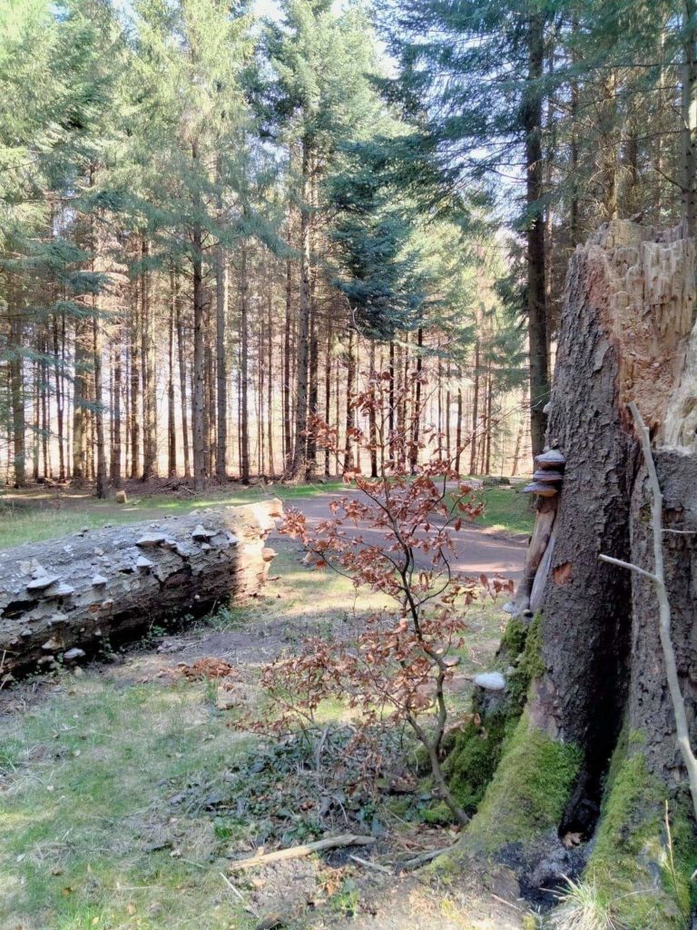 Beautiful pine mushrooms in Sønderskoven